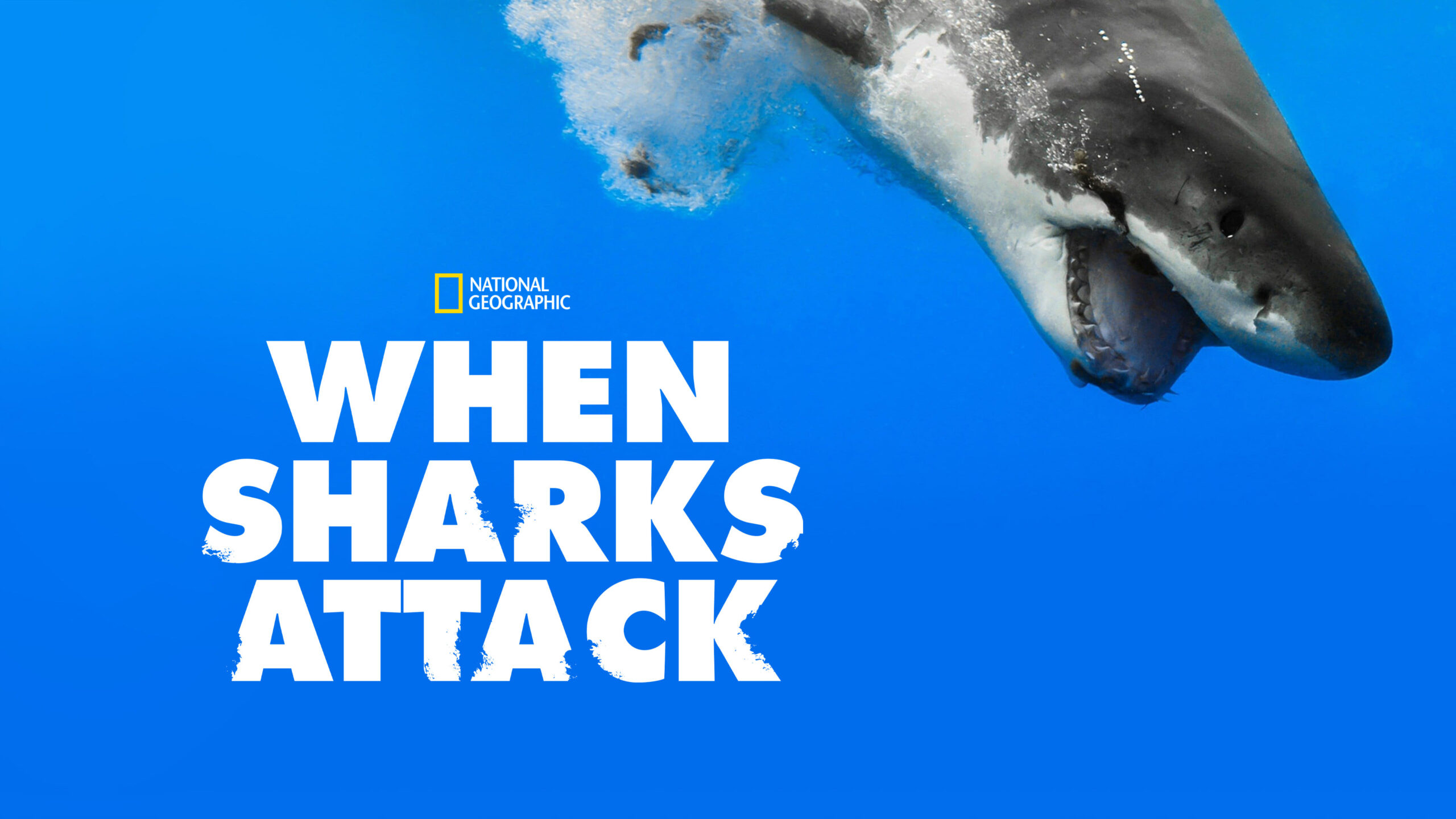 When Sharks Attack 1.Sezon 1.Bölüm izle
